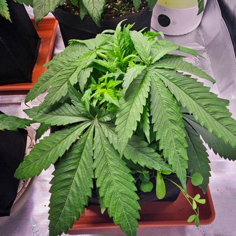 Special Queen #4 growlog timeline photo