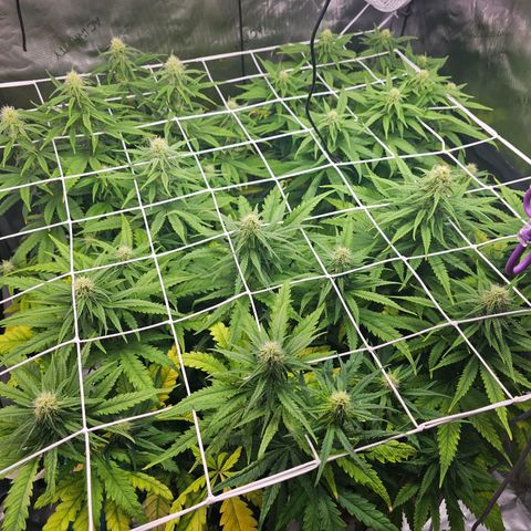 Special Queen #3 growlog timeline photo