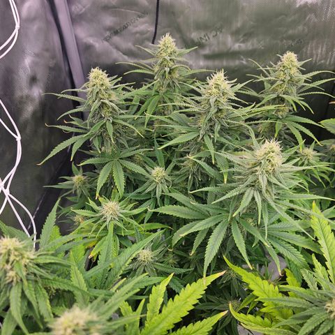 Special Queen #1 growlog timeline photo