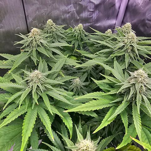 Special Queen #2 growlog timeline photo