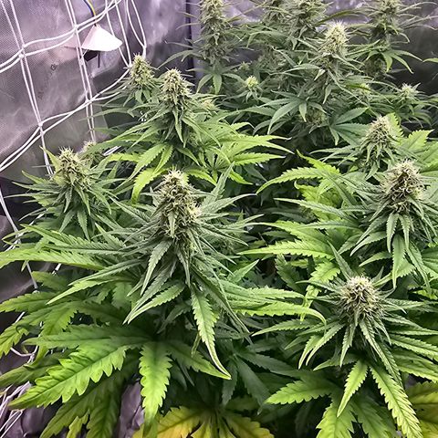 Special Queen #3 growlog timeline photo