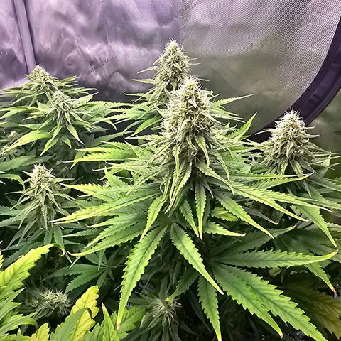 Special Queen #4 growlog timeline photo
