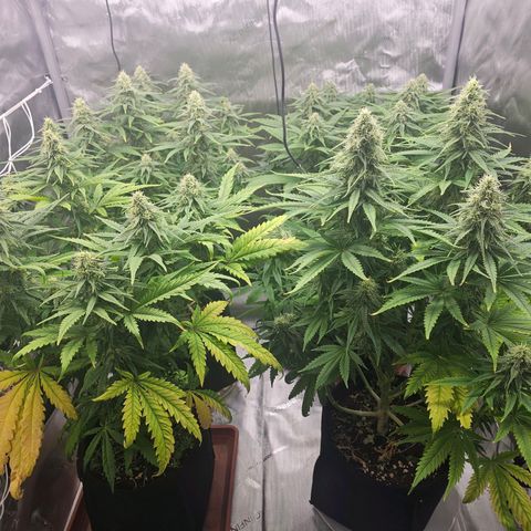 Special Queen #3 growlog timeline photo