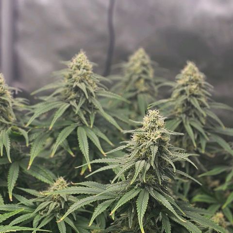 Special Queen #3 growlog timeline photo