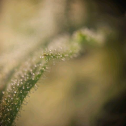 Special Queen #3 growlog timeline photo