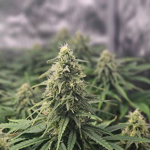 Special Queen #3 growlog timeline photo
