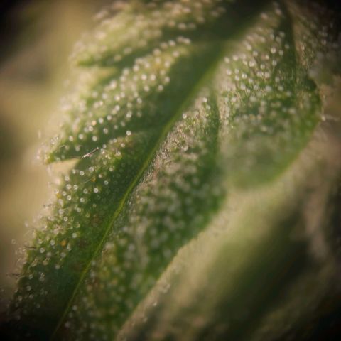 Special Queen #3 growlog timeline photo