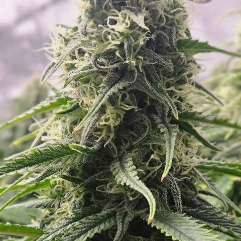 Special Queen #3 growlog timeline photo