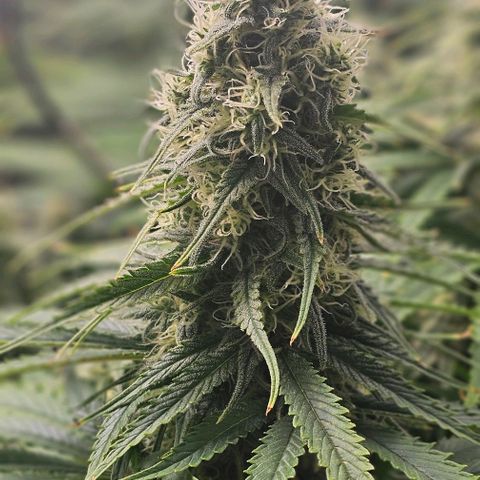 Special Queen #3 growlog timeline photo