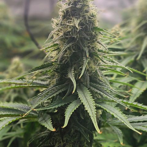 Special Queen #3 growlog timeline photo