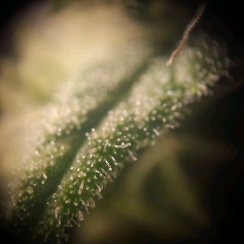 Special Queen #3 growlog timeline photo