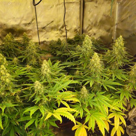 Special Queen #3 growlog timeline photo