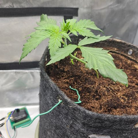 [Auto]Royal Creamatic growlog timeline photo