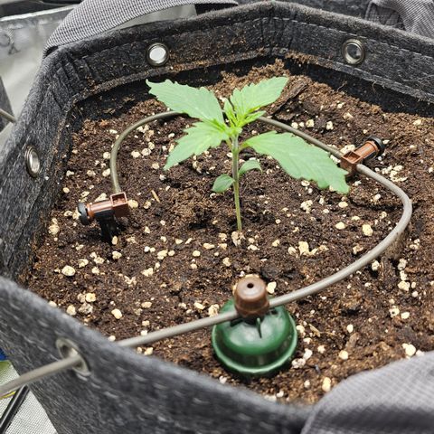 [Fem]Sundae Driver growlog timeline photo