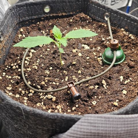 [Fem]Pineapple Kush #1 growlog timeline photo