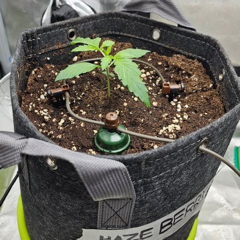 [Auto]Haze Berry growlog timeline photo