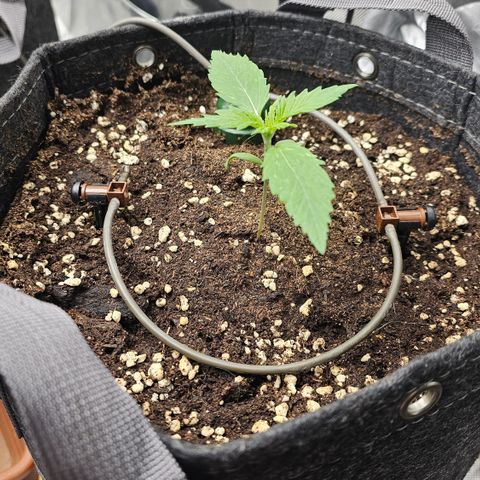 [Fem]Pineapple Kush #2 growlog timeline photo