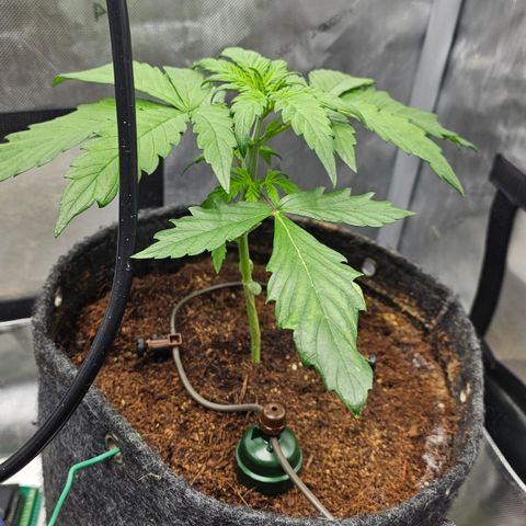 [Auto]Royal Creamatic growlog timeline photo