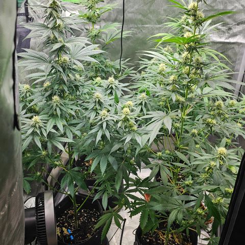 [Auto]Haze Berry growlog timeline photo