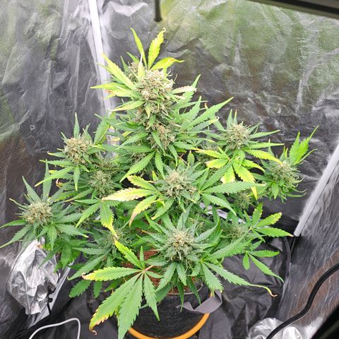 [Auto]Royal Creamatic growlog timeline photo