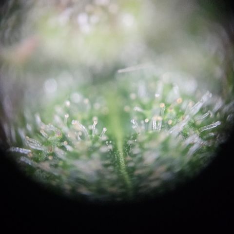 [Auto]Royal Creamatic growlog timeline photo