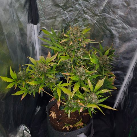 [Auto]Royal Creamatic growlog timeline photo