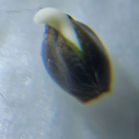 White Monster growlog timeline photo