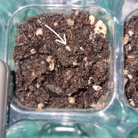 White Monster growlog timeline photo