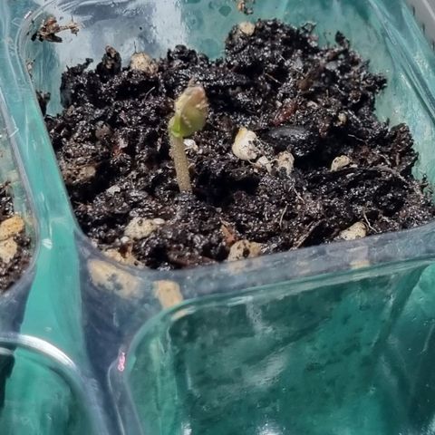 White Monster growlog timeline photo