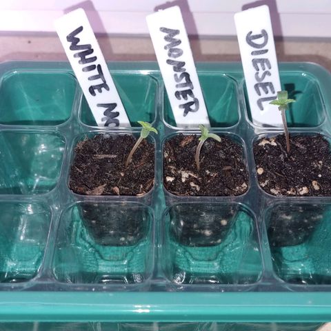 White Monster growlog timeline photo