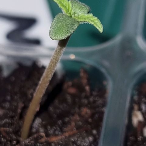 White Monster growlog timeline photo