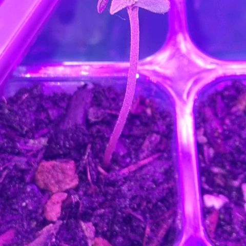 White Monster growlog timeline photo