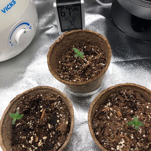 Gorilla Glue #4 Auto growlog photo: Noticeable improvement. Seedlings look more alive and healthier also some small growth 