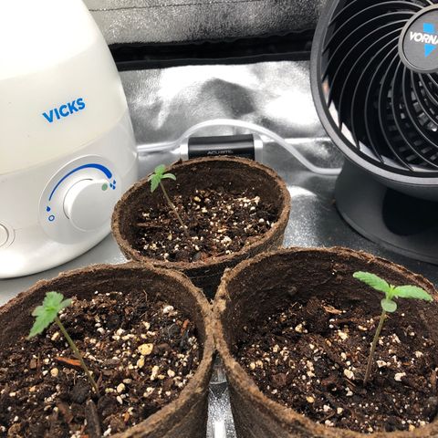 Gorilla Glue #4 Auto growlog timeline photo