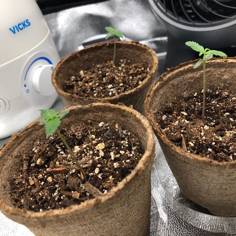 Gorilla Glue #4 Auto growlog timeline photo