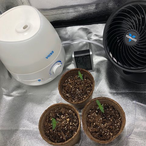 Gorilla Glue #4 Auto growlog timeline photo