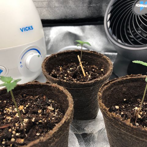 Gorilla Glue #4 Auto growlog timeline photo
