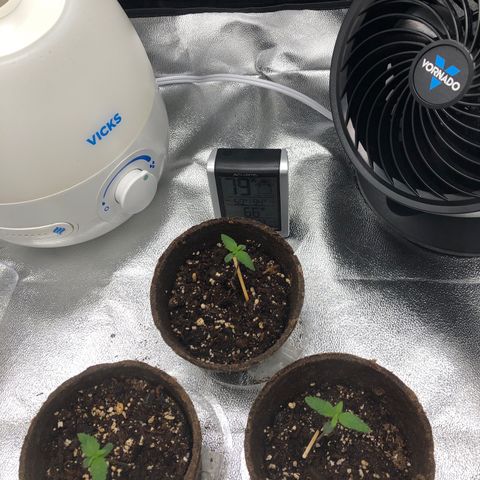 Gorilla Glue #4 Auto growlog timeline photo