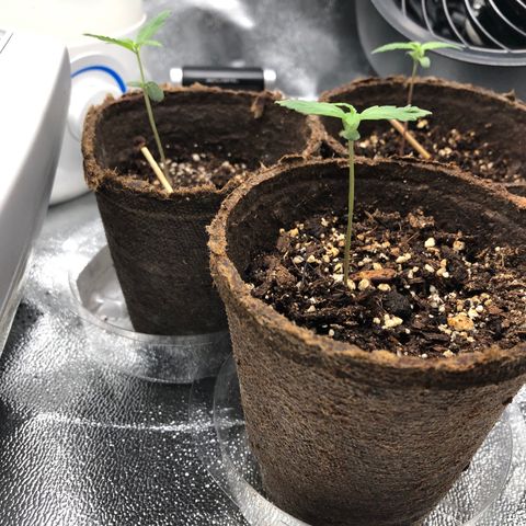 Gorilla Glue #4 Auto growlog timeline photo
