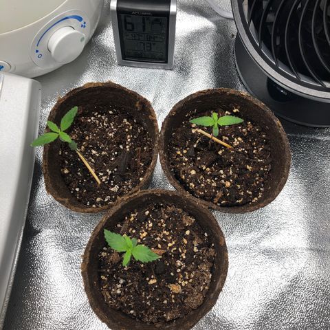 Gorilla Glue #4 Auto growlog timeline photo