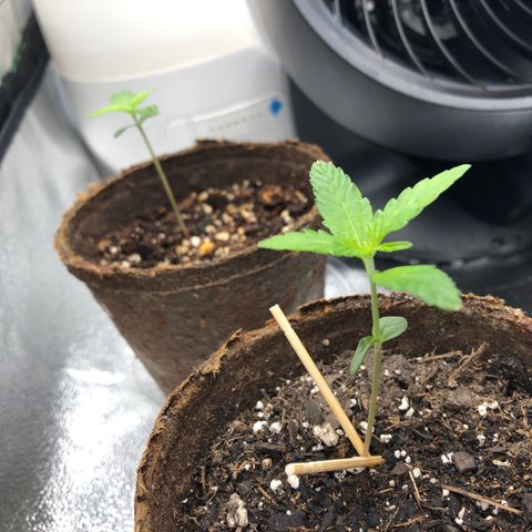 Gorilla Glue #4 Auto growlog timeline photo