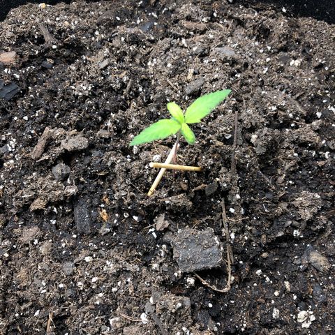 Gorilla Glue #4 Auto growlog timeline photo