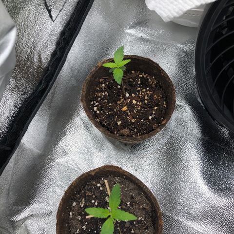 Gorilla Glue #4 Auto growlog timeline photo