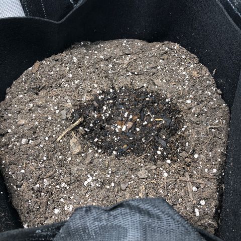 Gorilla Glue #4 Auto growlog timeline photo