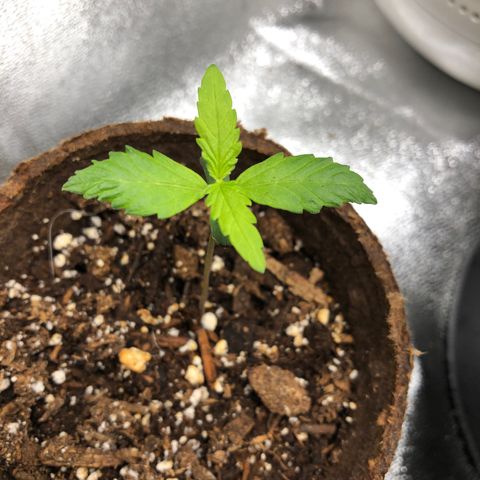 Gorilla Glue #4 Auto growlog timeline photo