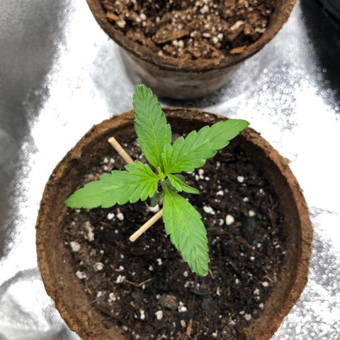 Gorilla Glue #4 Auto growlog timeline photo