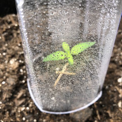 Gorilla Glue #4 Auto growlog timeline photo