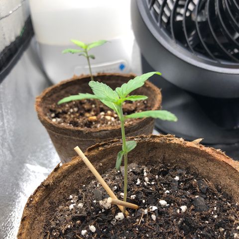 Gorilla Glue #4 Auto growlog timeline photo