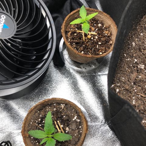 Gorilla Glue #4 Auto growlog timeline photo