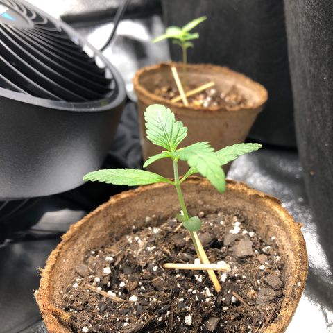 Gorilla Glue #4 Auto growlog timeline photo